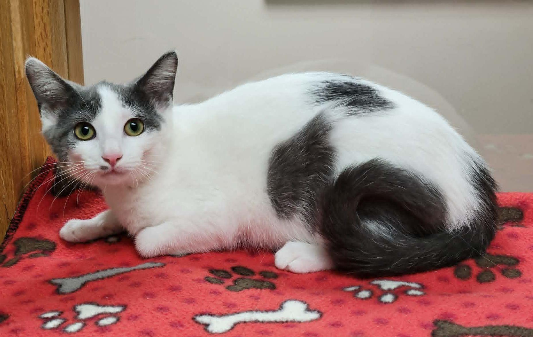 Enlarge Razzles, a Adoptable mixed breed in Portage, WI image 3/3