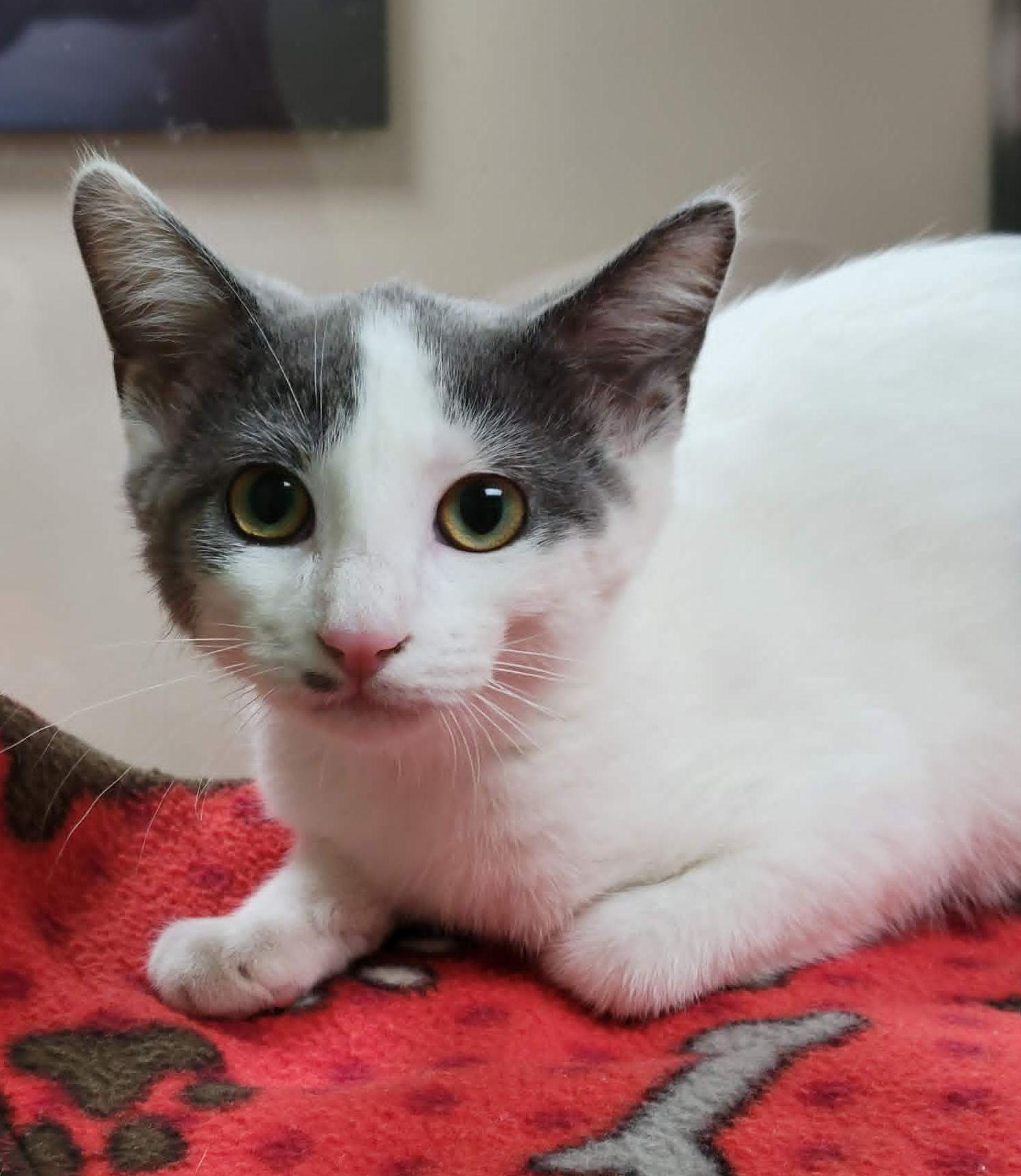 Razzles, Adoptable, Kitten Female Domestic Short Hair.