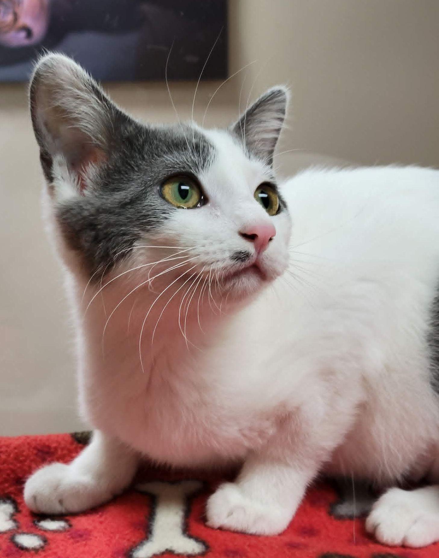Enlarge Razzles, a Adoptable mixed breed in Portage, WI image 2/3