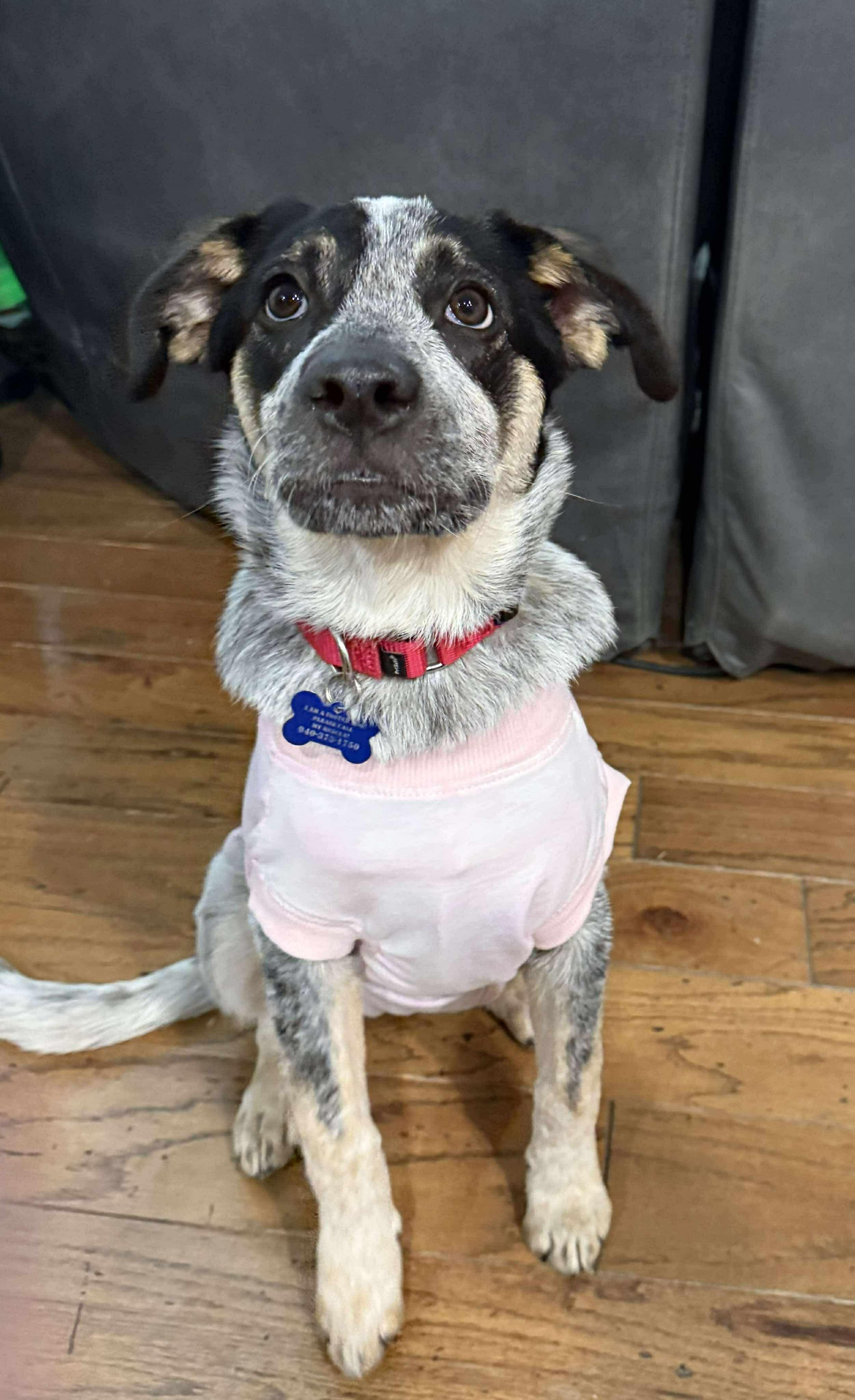 Bluey, Adopted, Puppy Female Australian Cattle Dog / Blue Heeler & Cattle Dog.