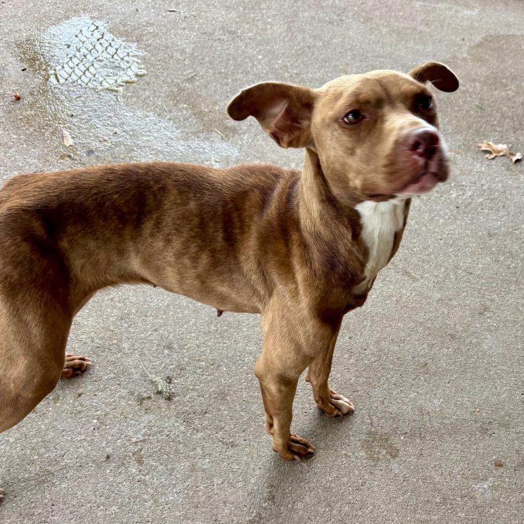 Enlarge Marnie, a Adoptable Mixed Breed in Edwardsville, IL image 1/5