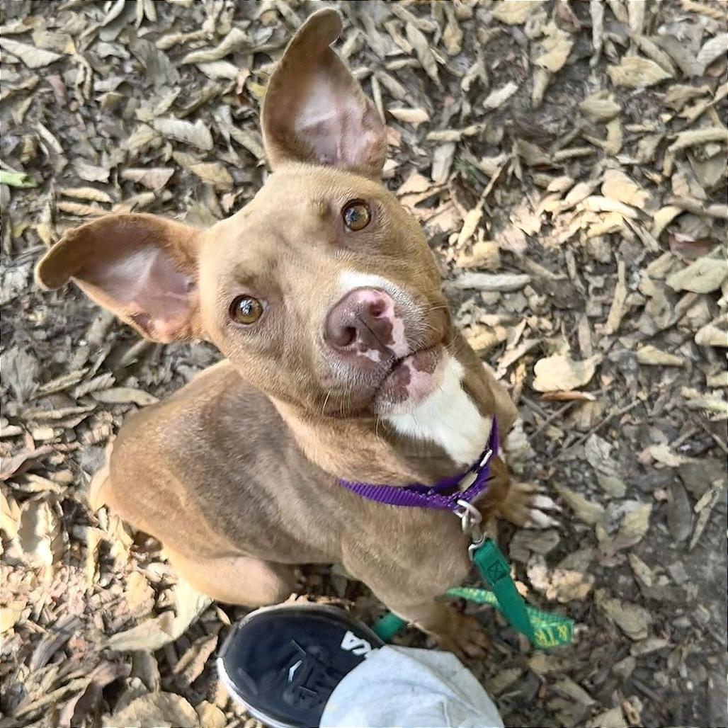 Enlarge Marnie, a Adoptable Mixed Breed in Edwardsville, IL image 2/5