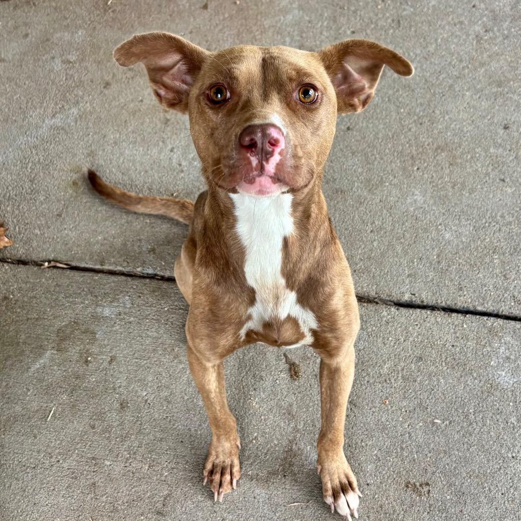 Enlarge Marnie, a Adoptable Mixed Breed in Edwardsville, IL image 3/5