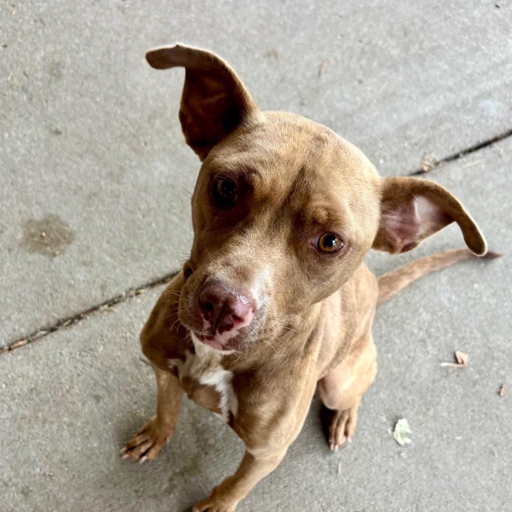Enlarge Marnie, a Adoptable Mixed Breed in Edwardsville, IL image 4/5