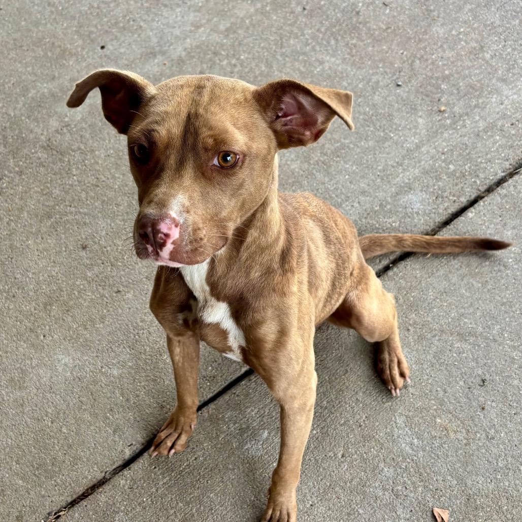 Enlarge Marnie, a Adoptable Mixed Breed in Edwardsville, IL image 5/5
