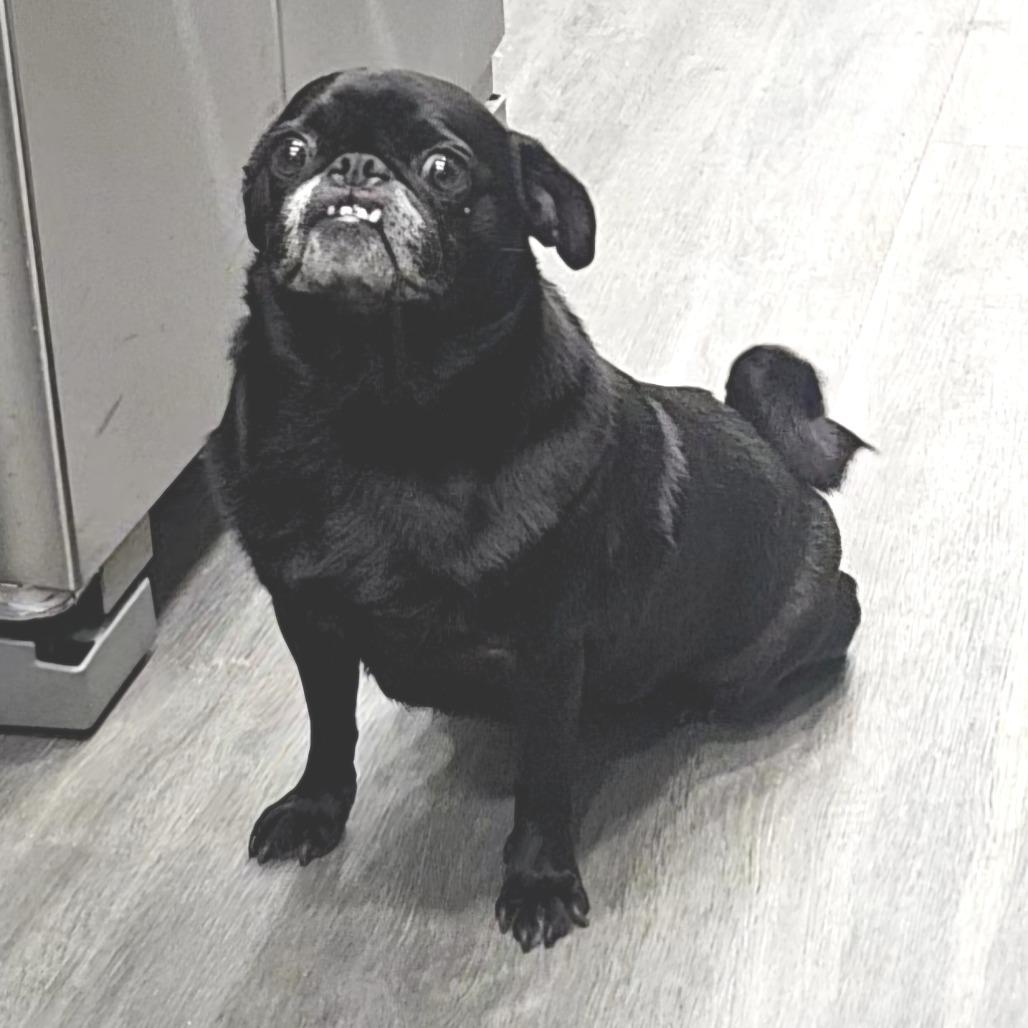 Morgan — thumbnail 5