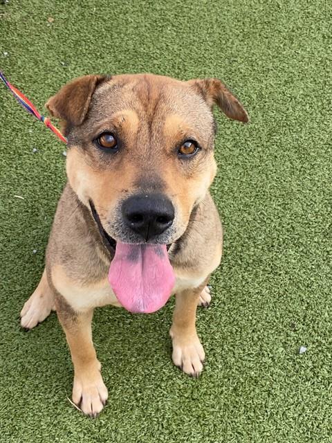 PHINEAS, Adoptable, Young Male Shar-Pei & Mixed Breed.