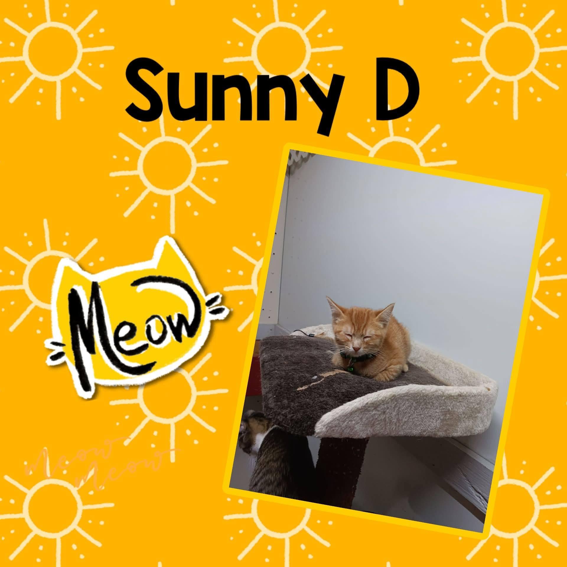 Enlarge Sunny D, a ADOPTABLE Domestic Medium Hair in Monticello, IN image 1/1