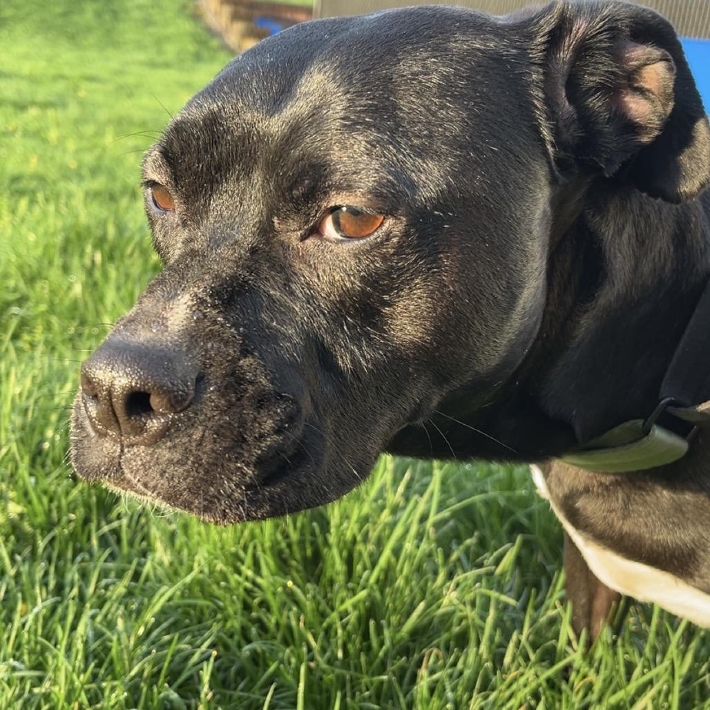 Lewis, Adoptable, Adult Male Mixed Breed.