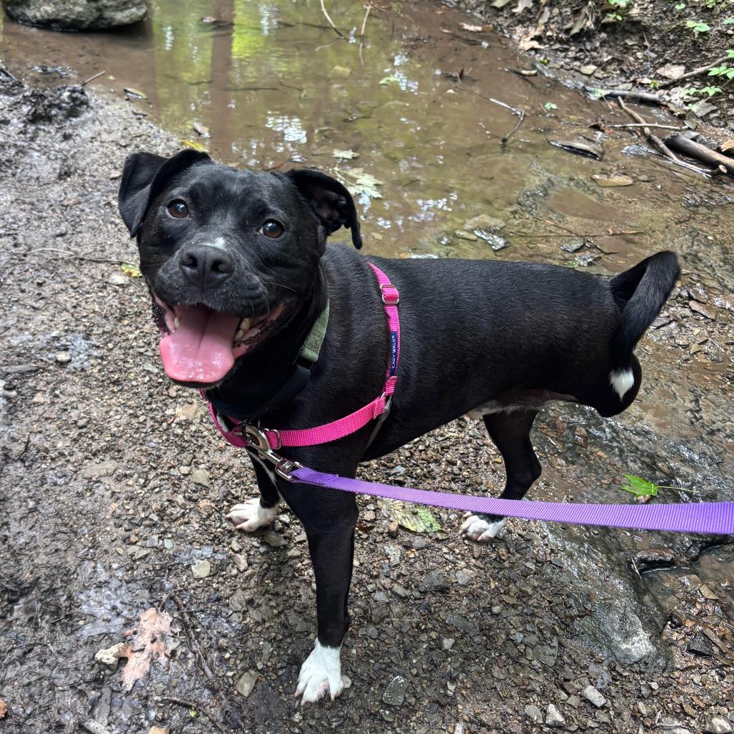 Enlarge Lewis, a Adoptable Mixed Breed in Pittsburgh, PA image 2/6