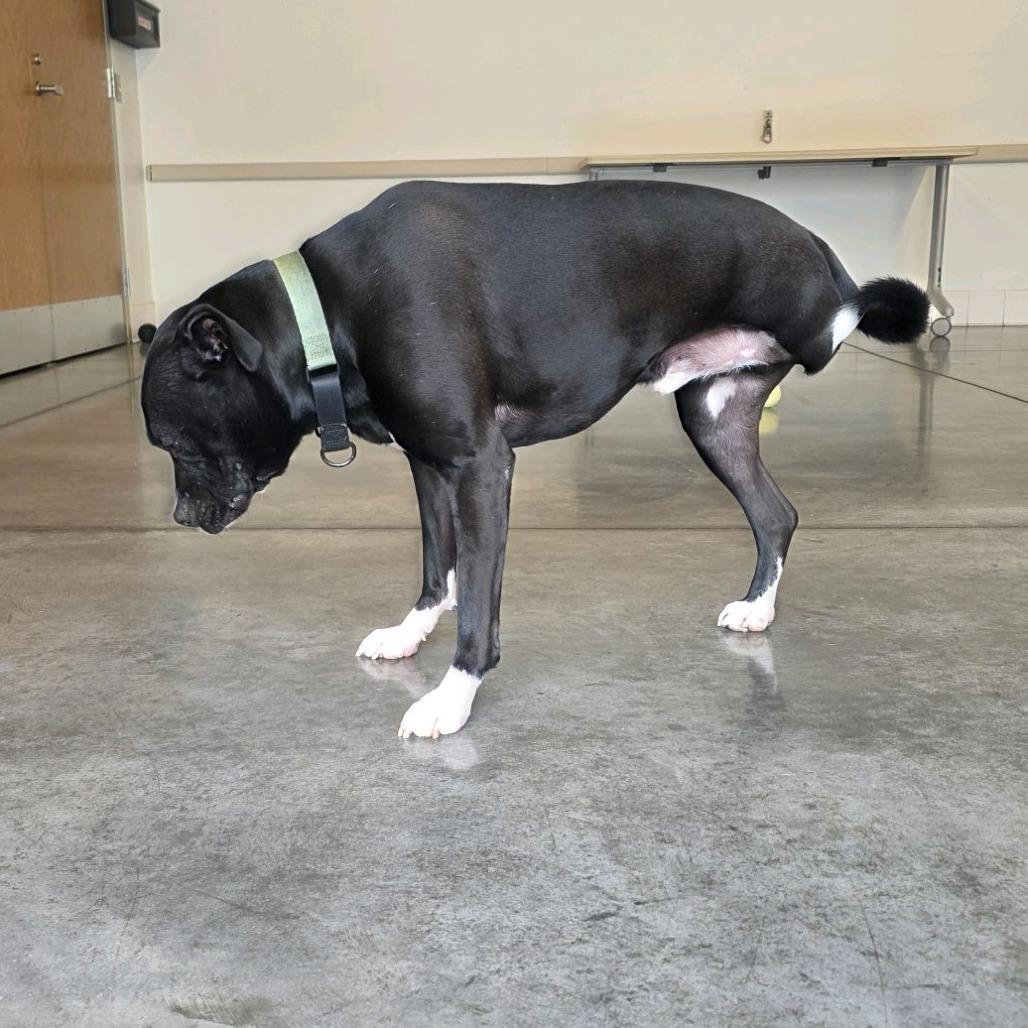 Enlarge Lewis, a Adoptable Mixed Breed in Pittsburgh, PA image 2/5