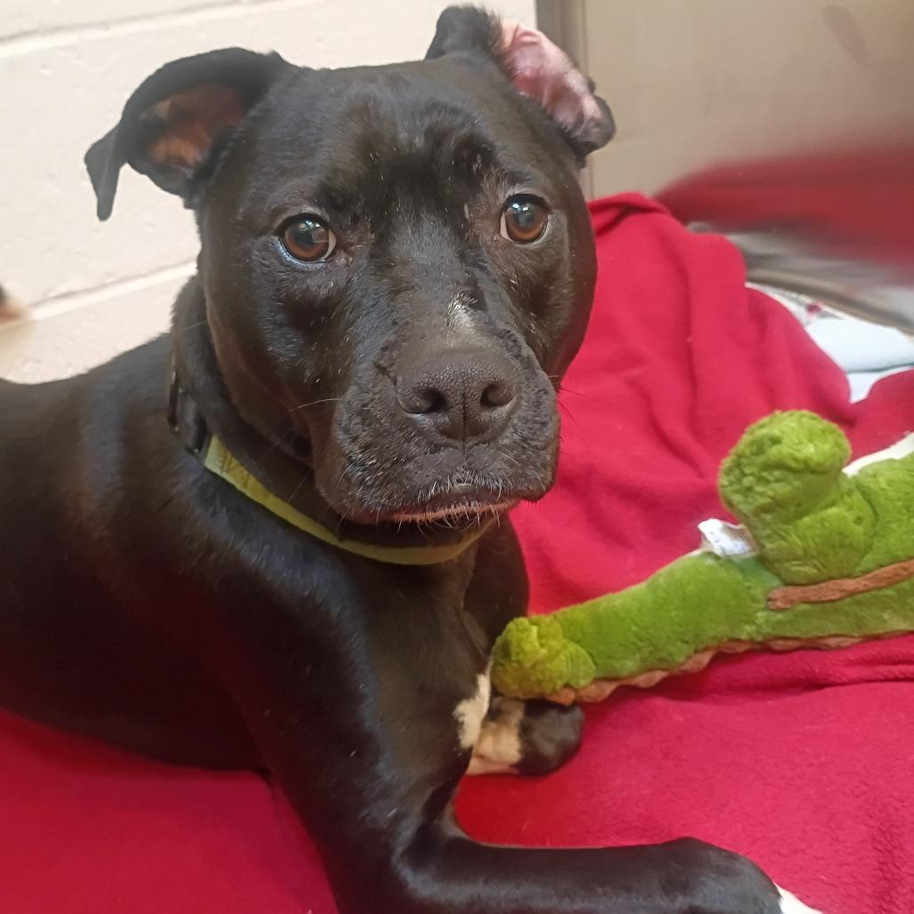 Enlarge Lewis, a Adoptable Mixed Breed in Pittsburgh, PA image 3/5