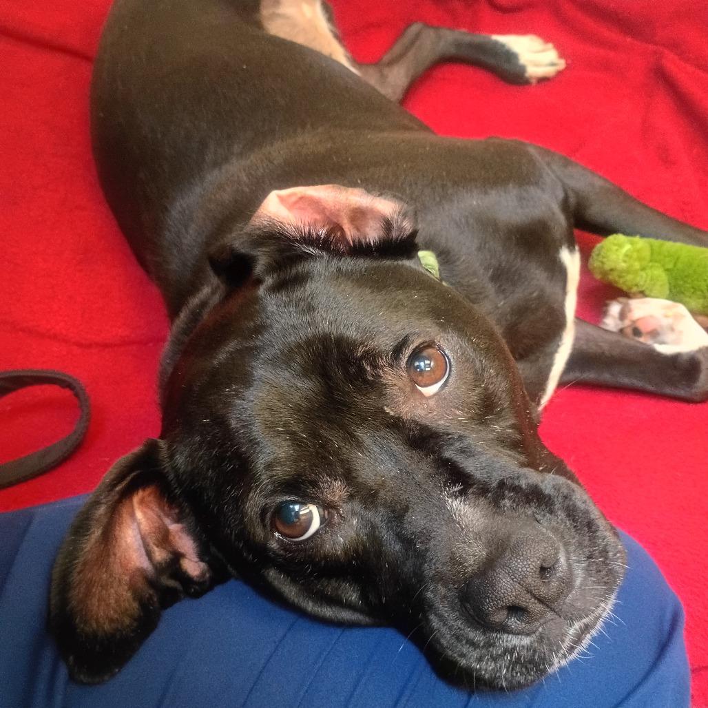 Enlarge Lewis, a Adoptable Mixed Breed in Pittsburgh, PA image 4/5