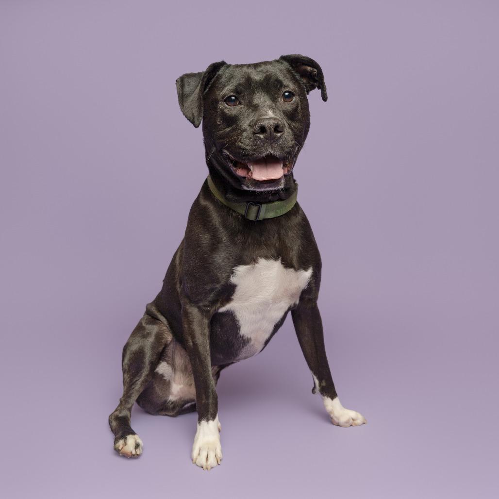 Enlarge Lewis, a Adoptable Mixed Breed in Pittsburgh, PA image 5/5