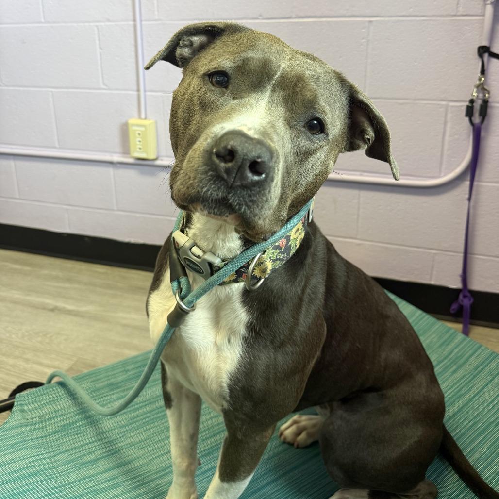 Enlarge Luna, a Adoptable American Staffordshire Terrier in Louisville, KY image 1/6