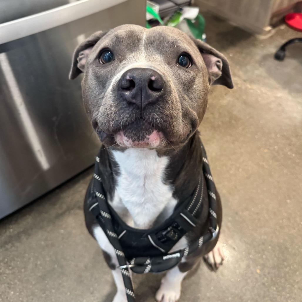 Luna, Adoptable, Adult Female American Staffordshire Terrier.