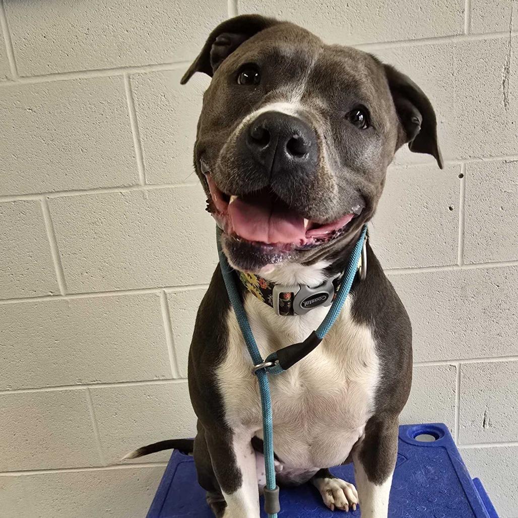 Luna, a Adoptable American Staffordshire Terrier in Louisville, KY image 2/4