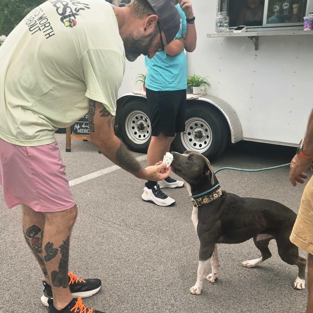 Luna, Adoptable, Adult Female American Staffordshire Terrier.