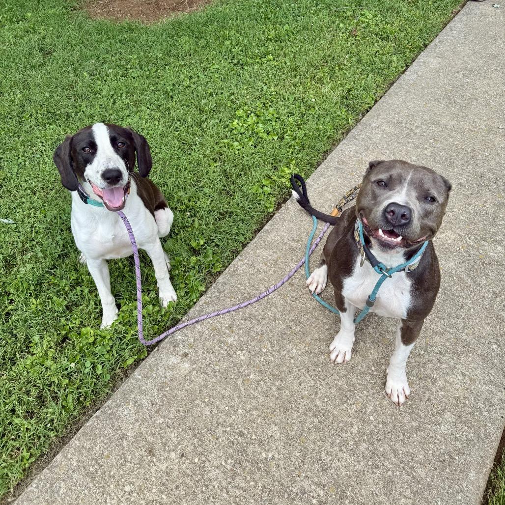Luna, a Adoptable American Staffordshire Terrier in Louisville, KY image 2/6
