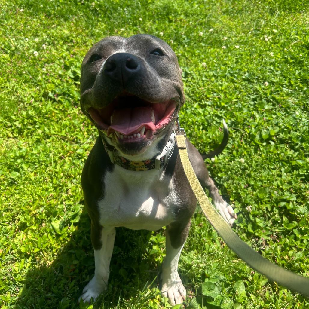 Luna, a Adoptable American Staffordshire Terrier in Louisville, KY image 3/4