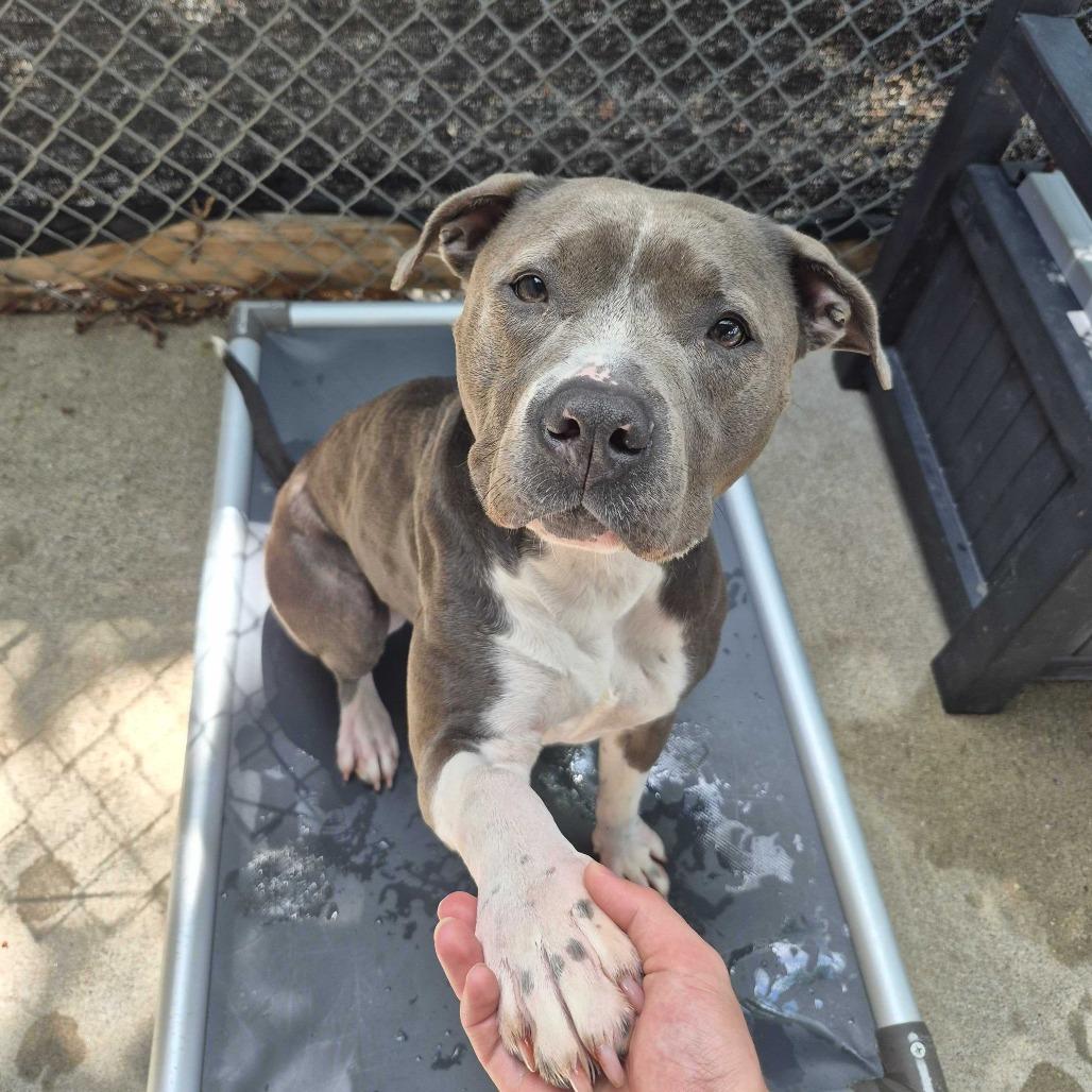 Luna, a Adoptable American Staffordshire Terrier in Louisville, KY image 3/6