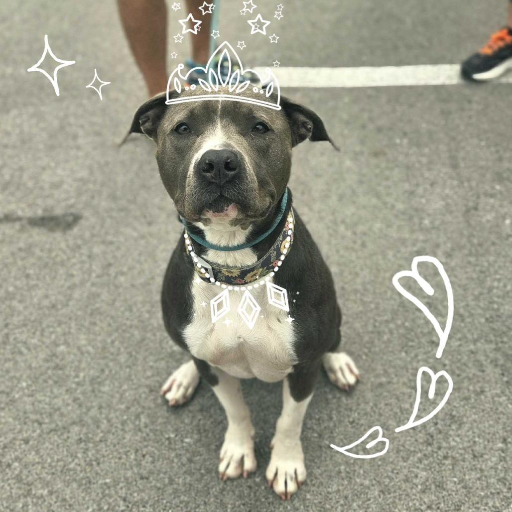 Luna, a Adoptable American Staffordshire Terrier in Louisville, KY image 4/6