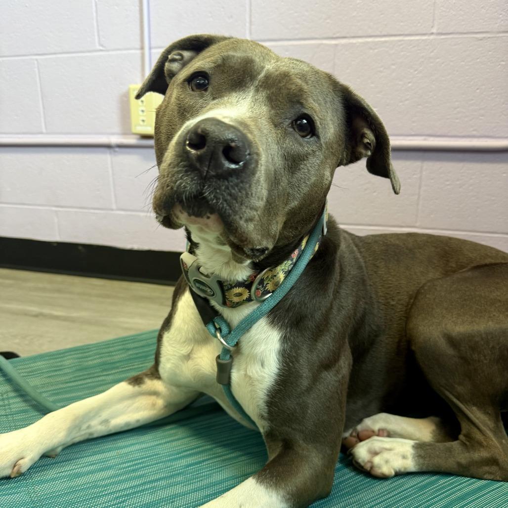 Enlarge Luna, a Adoptable American Staffordshire Terrier in Louisville, KY image 5/6