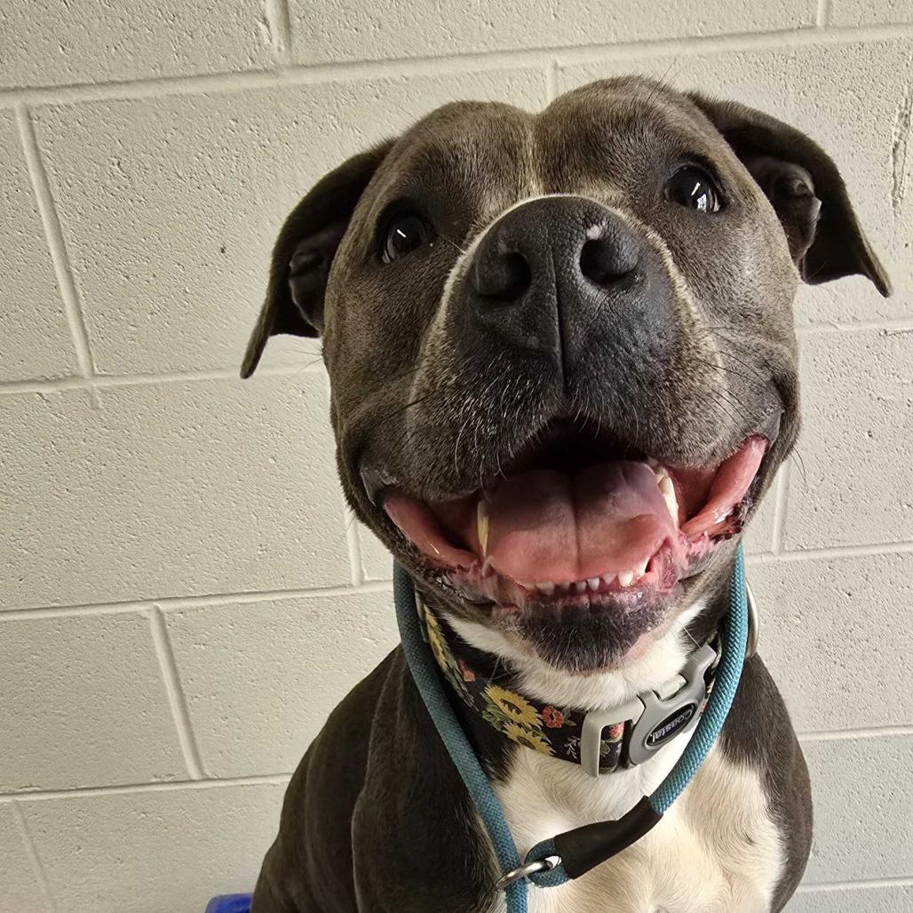 Luna, a Adoptable American Staffordshire Terrier in Louisville, KY image 4/4