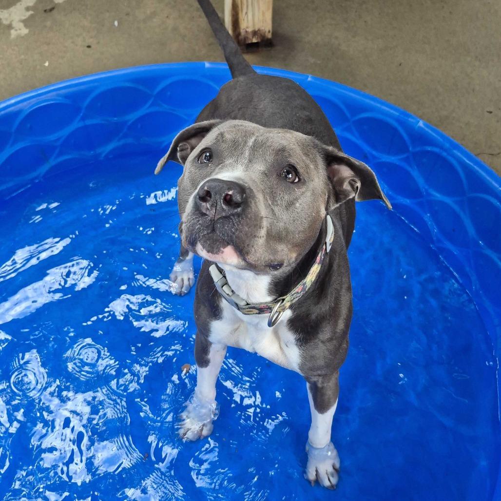 Luna, a Adoptable American Staffordshire Terrier in Louisville, KY image 6/6
