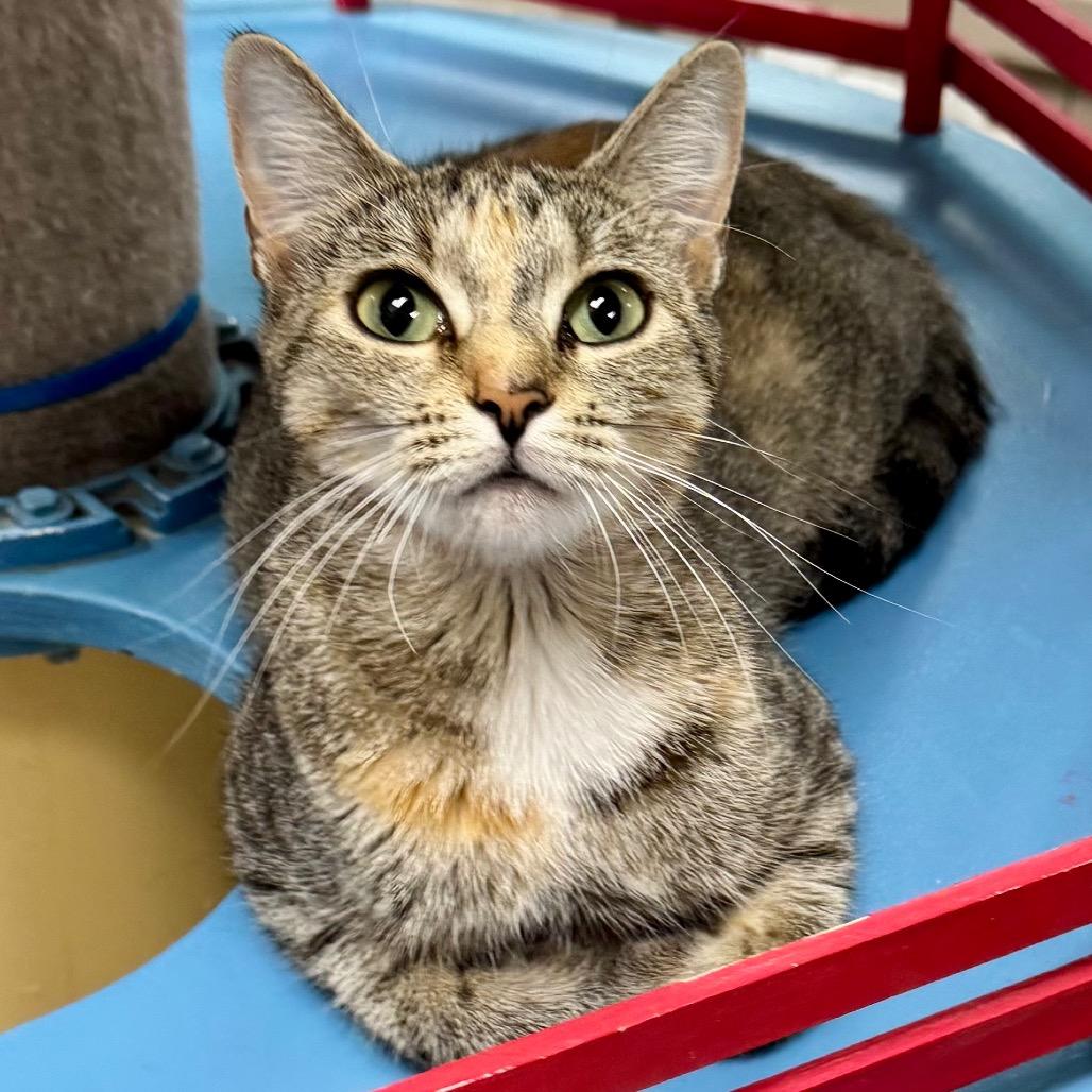 Dawn — thumbnail 2