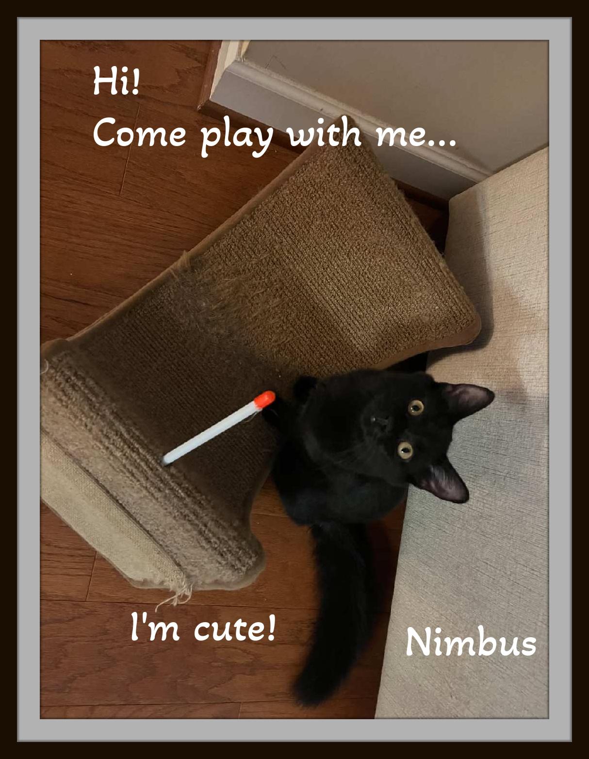 Piper & Nimbus - Two silky sisters, one unstoppable bond—adopt your cuddle-powered dream team!