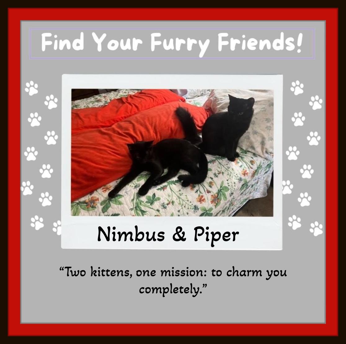 Piper & Nimbus - Two silky sisters, one unstoppable bond—adopt your cuddle-powered dream team!