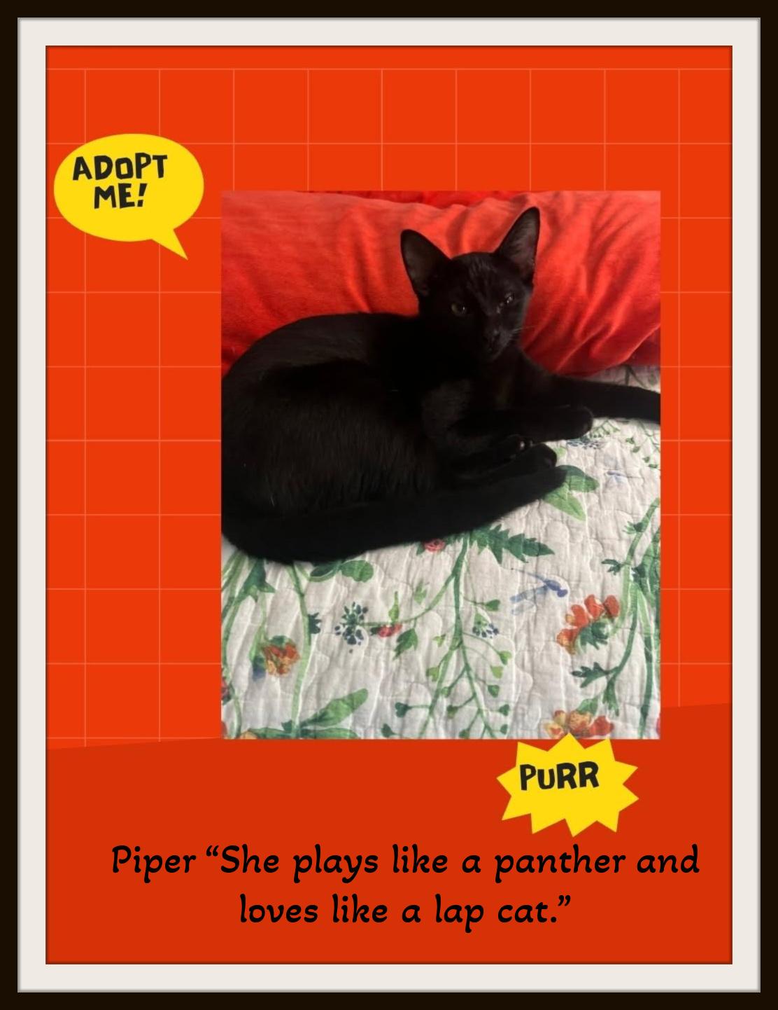 Piper & Nimbus - Two silky sisters, one unstoppable bond—adopt your cuddle-powered dream team!