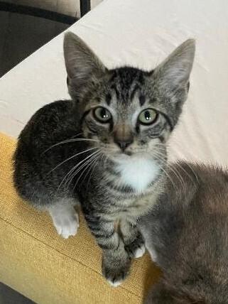 Enlarge Butch Cassidy aka Butch, a Adoptable mixed breed in Richardson, TX image 4/5