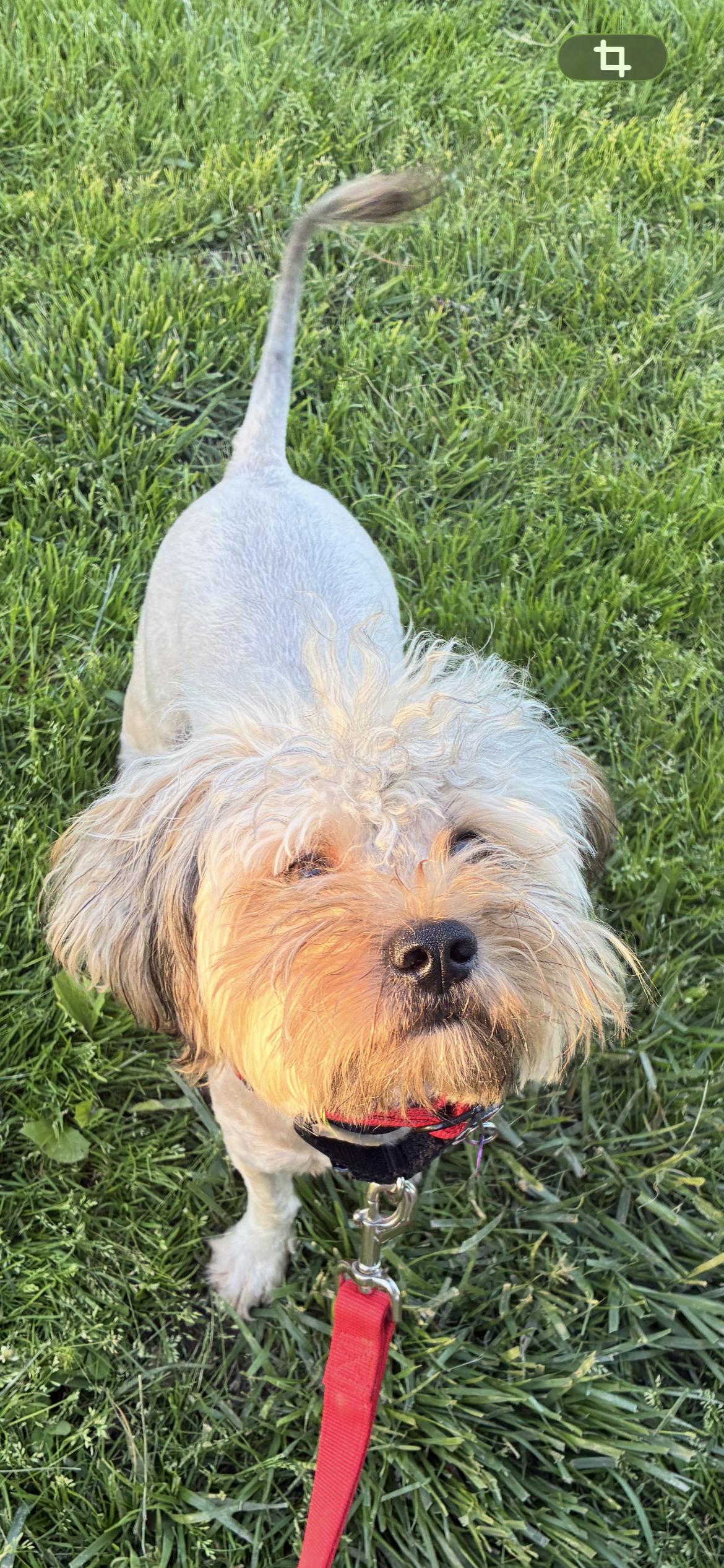 Basil , an adopted mixed breed in Saint Louis, MO image 3/3