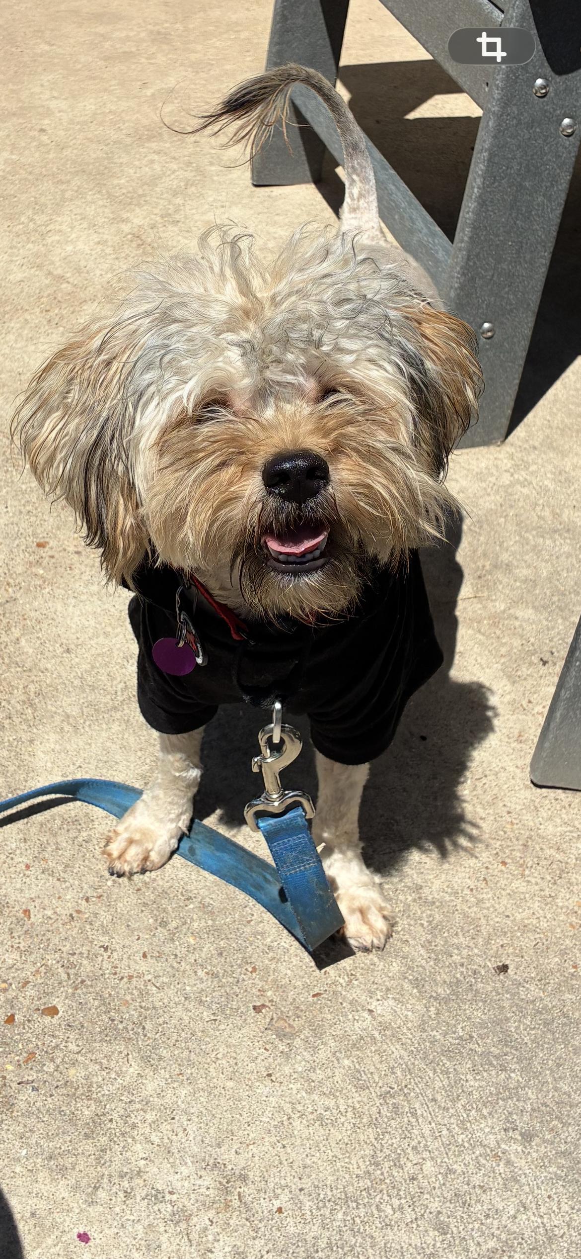 Basil , adopted, Young Male Poodle & Wheaten Terrier.