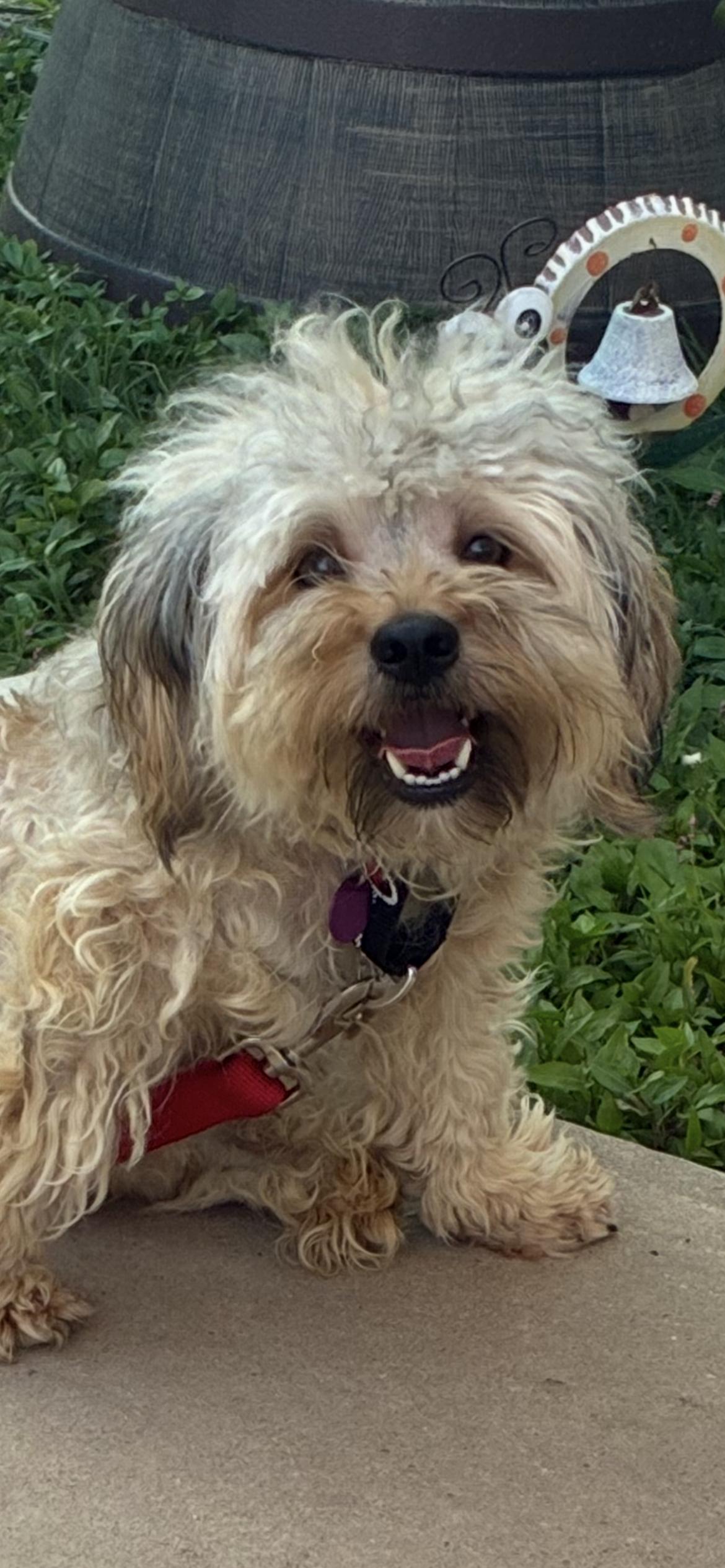 Basil , ADOPTABLE, Young Male Poodle & Wheaten Terrier.