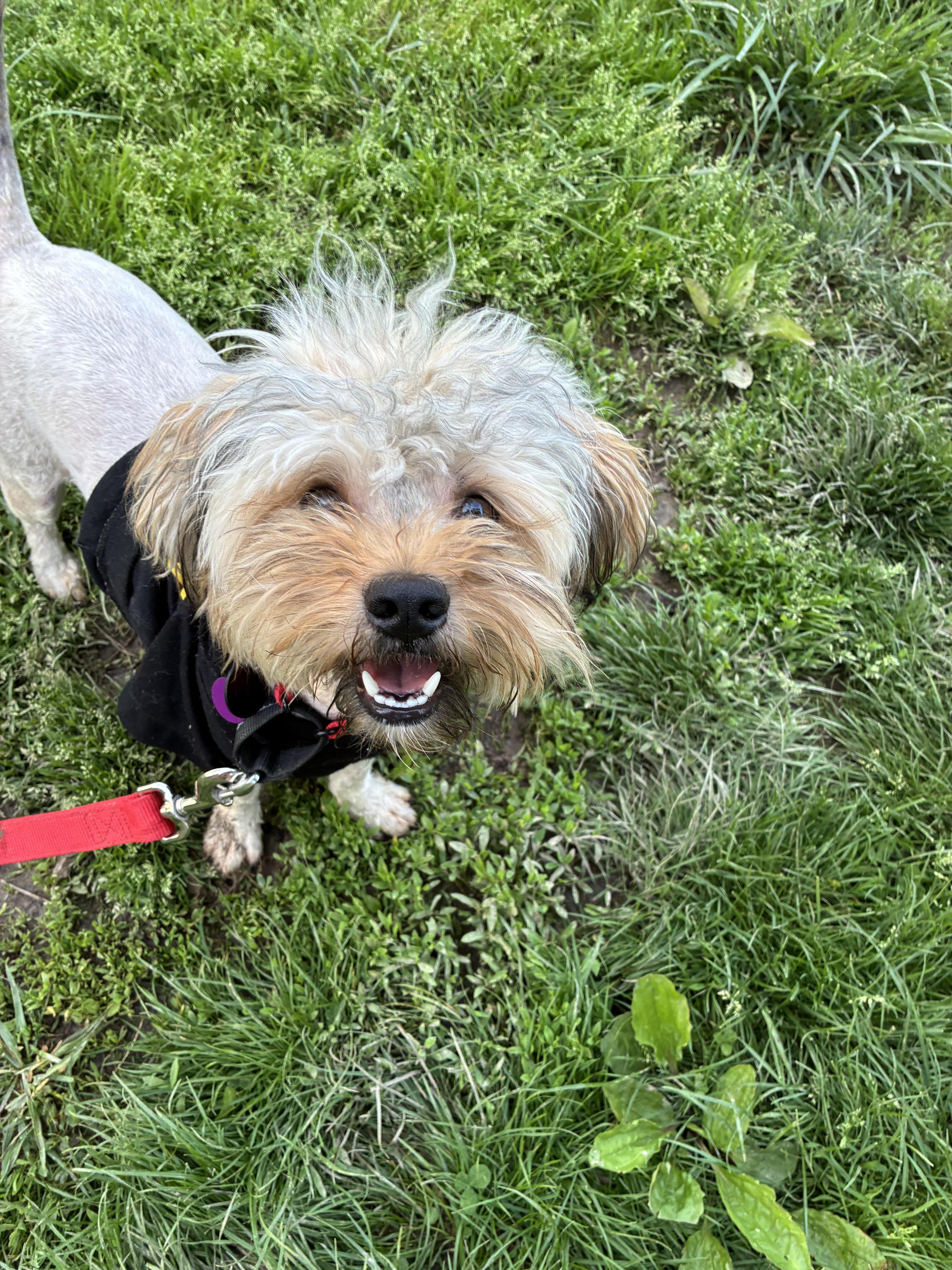 Basil , an adopted mixed breed in Saint Louis, MO image 2/3