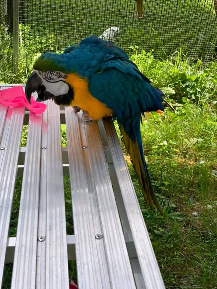 Enlarge Target, a Adoptable Macaw in Blairstown, NJ image 1/4