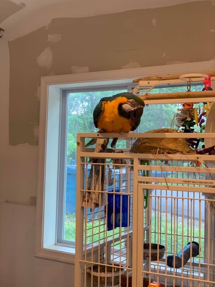 Enlarge Target, a Adoptable Macaw in Blairstown, NJ image 2/4