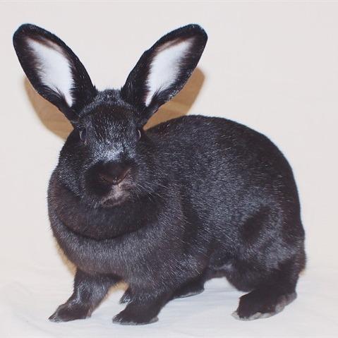 Enlarge Mama, a Adoptable Bunny Rabbit in Tacoma, WA image 1/1