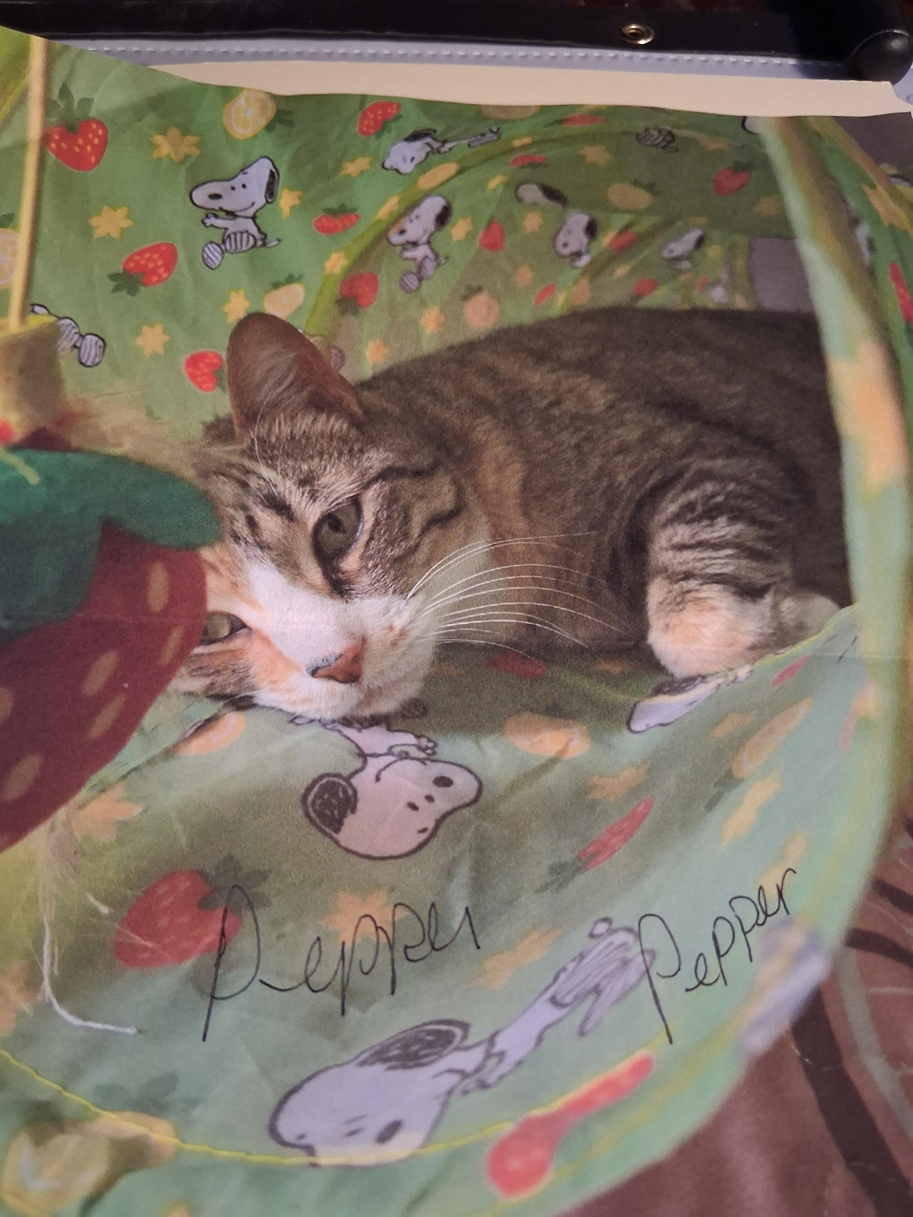 Pepper, Adoptable, Adult Female Domestic Short Hair.