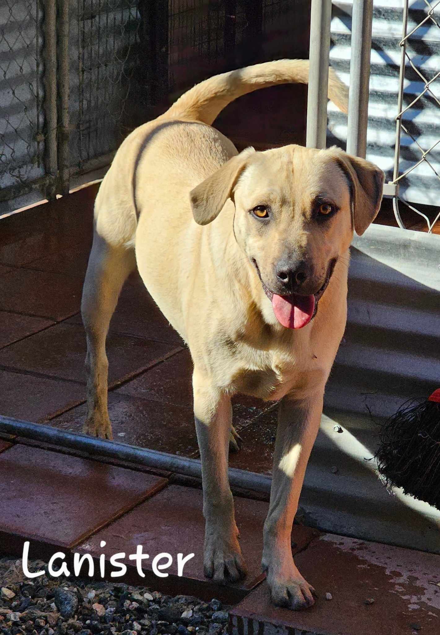 Lanister, a Adoptable mixed breed in Wrightwood, CA image 1/2