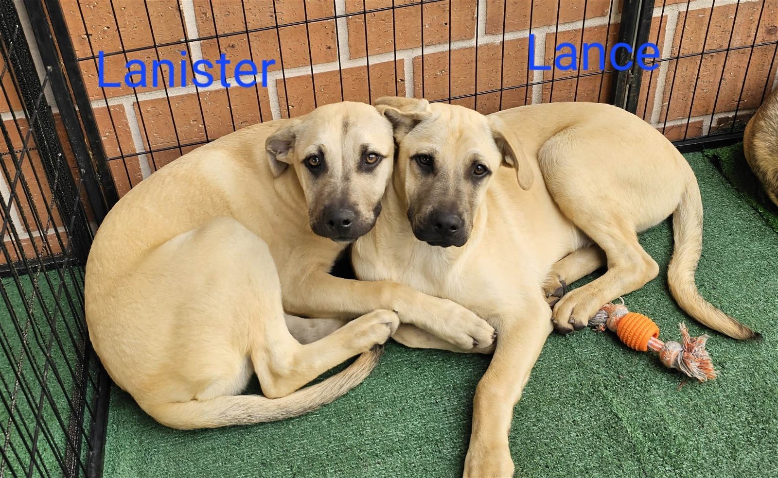 Lanister, a Adoptable mixed breed in Wrightwood, CA image 2/2