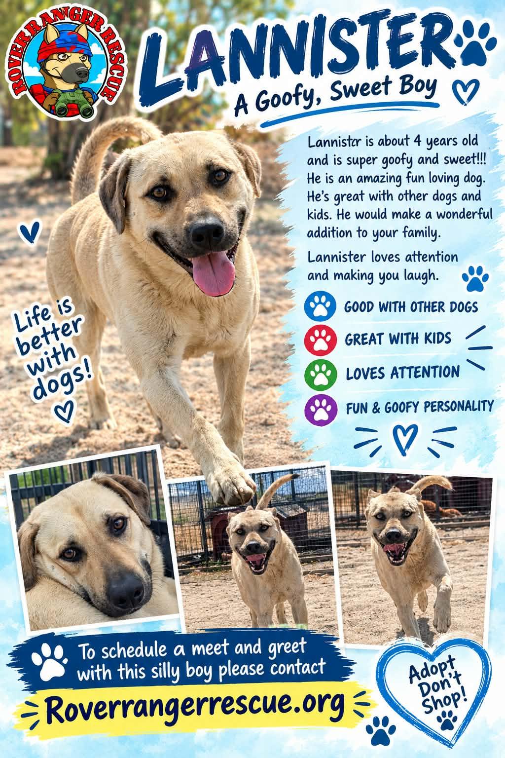 Lanister, Adoptable, Young Male German Shepherd Dog & Staffordshire Bull Terrier.