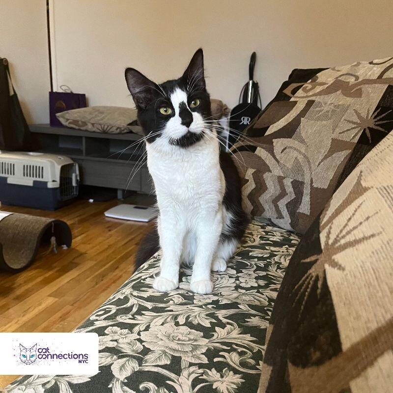 Taco, a Adoptable American Shorthair in Astoria, NY image 1/6