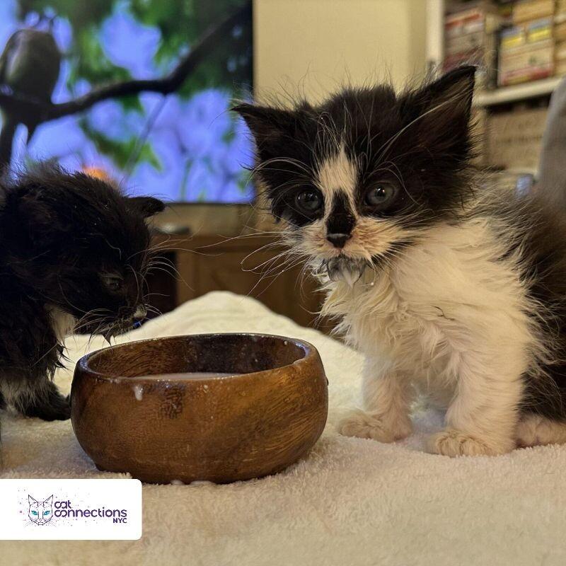 Taco, a Adoptable American Shorthair in Astoria, NY image 4/6