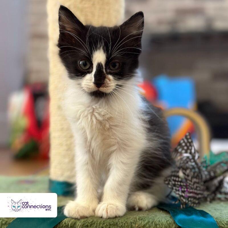 Taco, a Adoptable American Shorthair in Astoria, NY image 6/6