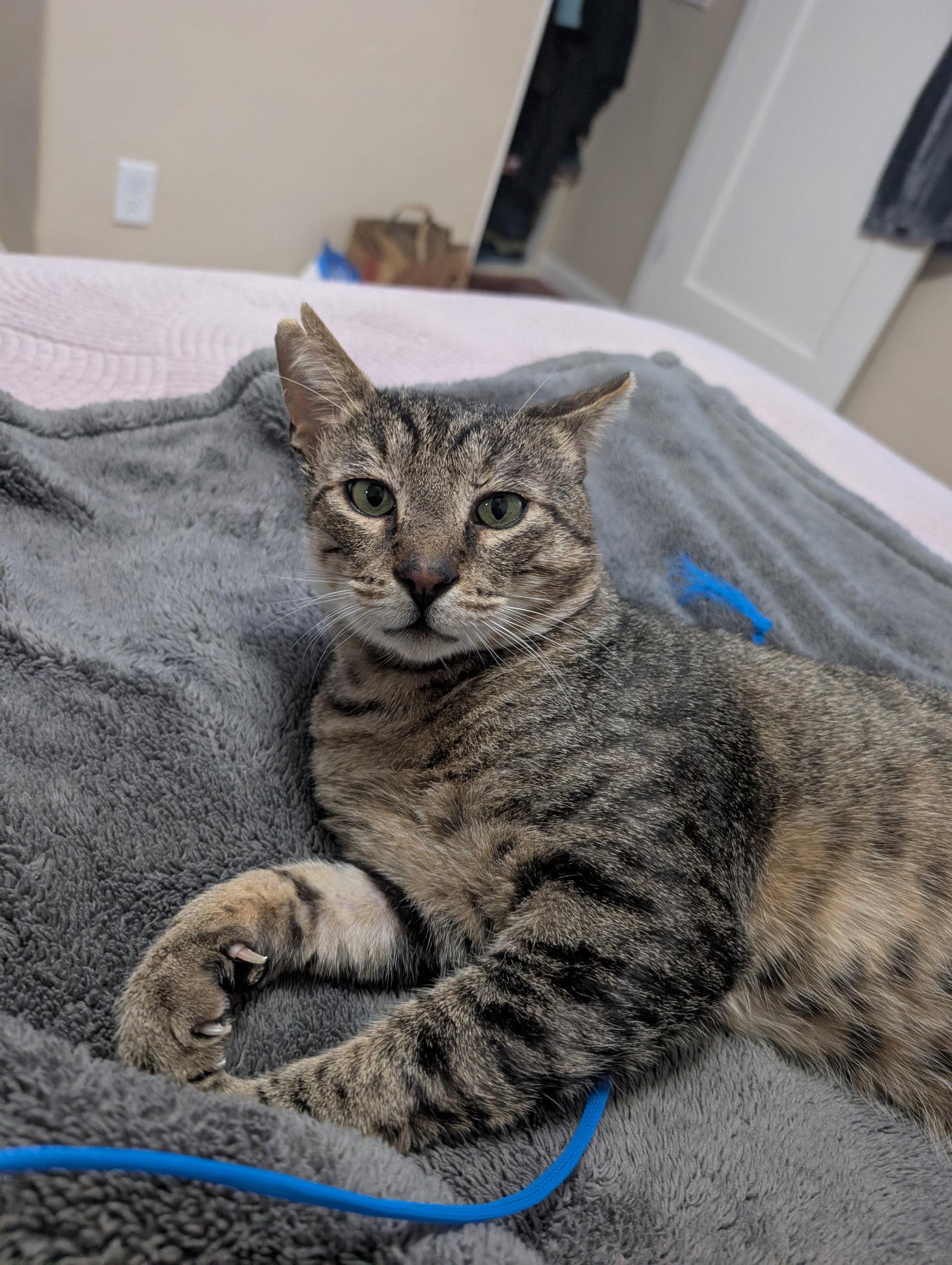 Enlarge Simon, a Adopted Domestic Short Hair in Oakland, CA image 1/3