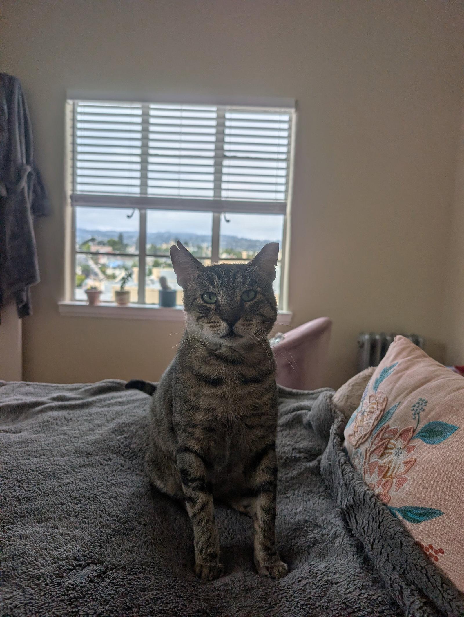 Enlarge Simon, a Adopted Domestic Short Hair in Oakland, CA image 2/3